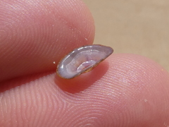 Amblychilepas nigrita