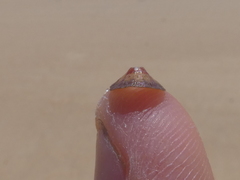 Amblychilepas nigrita