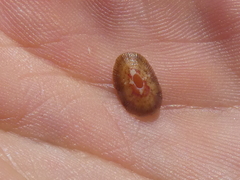 Amblychilepas nigrita