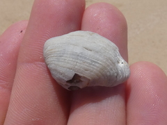 Irus crenatus