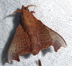 Hallicarnia albipectus