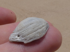 Irus crenatus