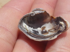 Irus crenatus