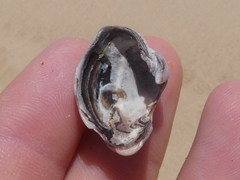 Irus crenatus