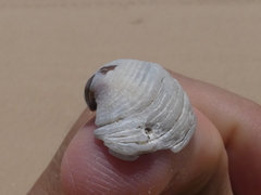 Irus crenatus