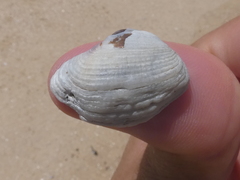 Irus crenatus