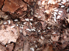 Crematogaster schmidti