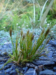Carex edura