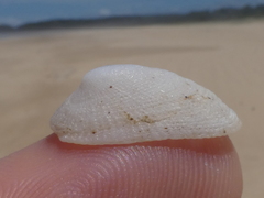 Tugali parmophoidea