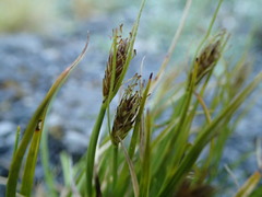 Carex edura