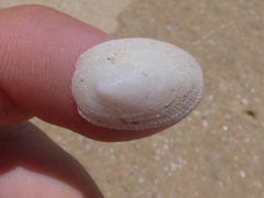 Tugali parmophoidea