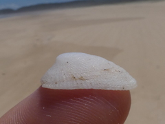 Tugali parmophoidea