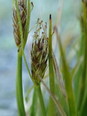 Carex edura