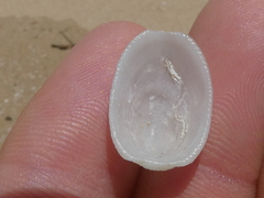 Tugali parmophoidea