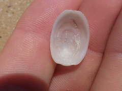 Tugali parmophoidea