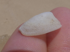 Tugali parmophoidea