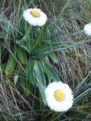 Celmisia semicordata