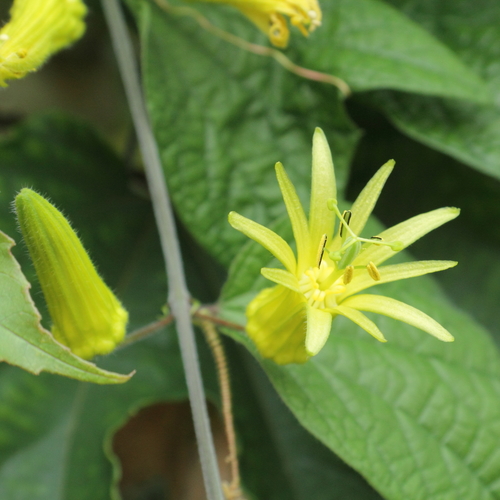 Citrus-yellow passion flower (Passiflora citrina)