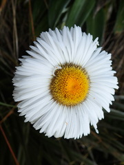 Celmisia semicordata