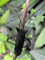 Elasmopoda alata