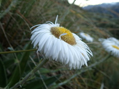 Celmisia semicordata