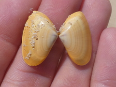 Latona deltoides