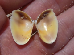 Latona deltoides