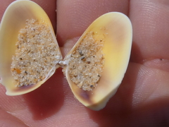 Latona deltoides