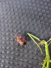 Cermatulus nasalis nasalis