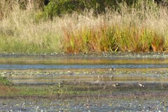 Erythrogonys cinctus