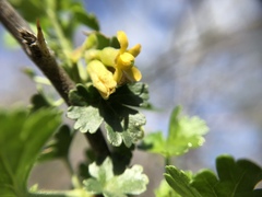 Ribes quercetorum