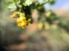 Ribes quercetorum