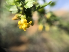 Ribes quercetorum