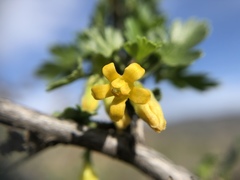 Ribes quercetorum