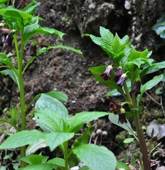 Scopolia caucasica