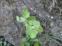 Pericallis aurita image