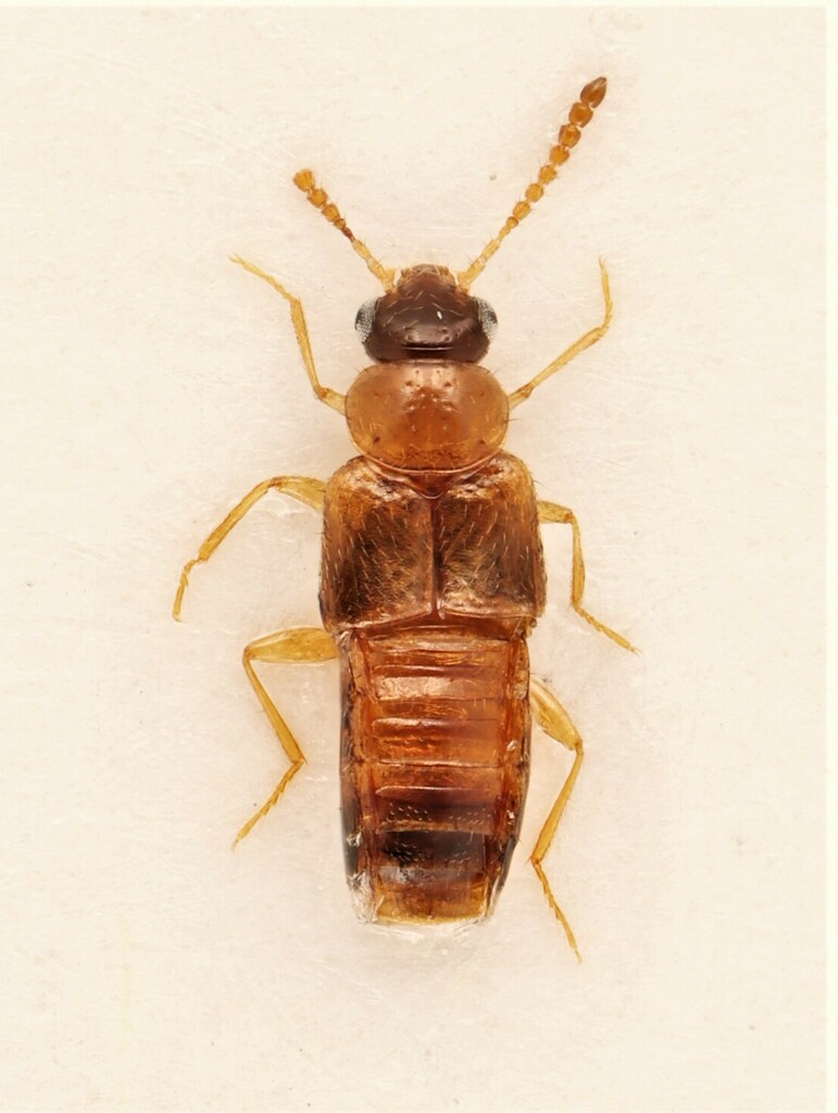 Gyrophaena affinis