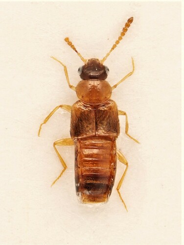 Gyrophaena affinis