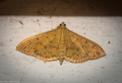 Patania balteata