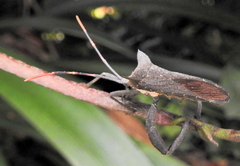 Elasmopoda alata
