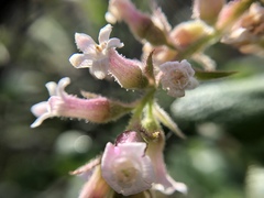 Ribes indecorum
