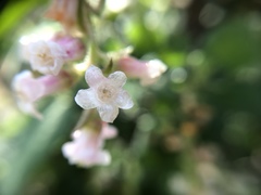 Ribes indecorum