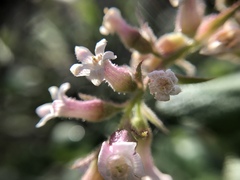 Ribes indecorum