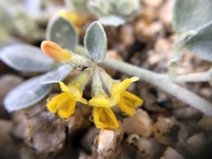 Acmispon argophyllus