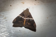 Oxyodes tricolor