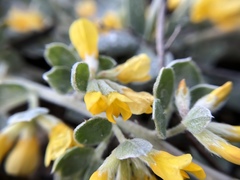 Acmispon argophyllus