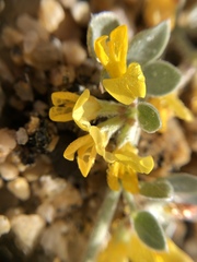 Acmispon argophyllus