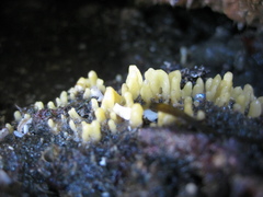 Ciocalypta polymastia