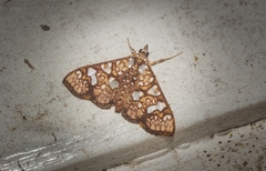 Glyphodes canthusalis