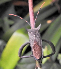 Elasmopoda alata